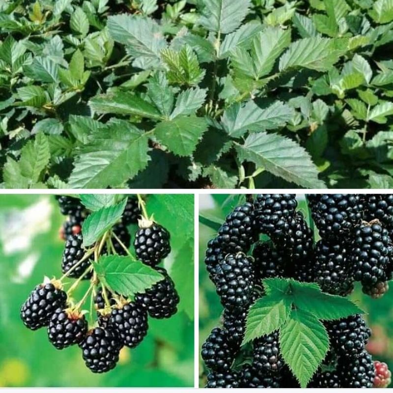 Pohon Blackberry Hitam Berbuah Dalam Pot