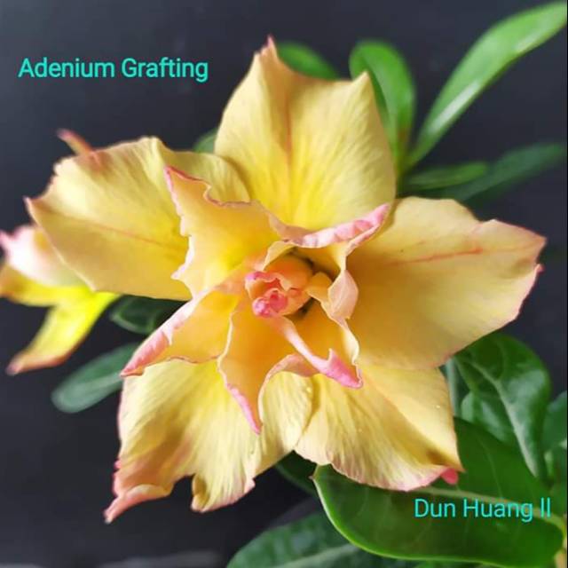 Adenium kamboja dun huang 2