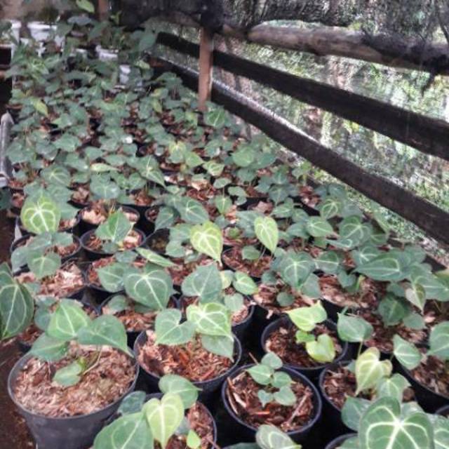 Anakan kuping gajah tarantula