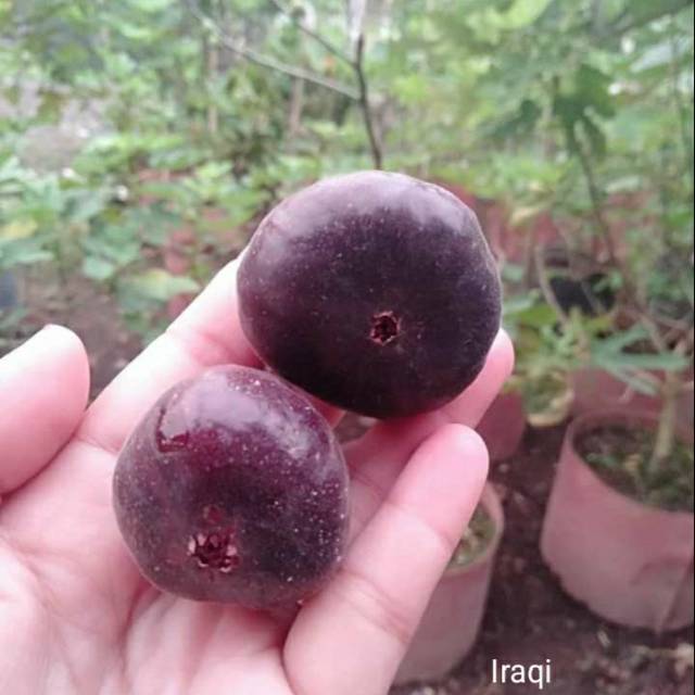 Bibit Pohon Tin Iraqi Buah Lebat Manis | Pohon tin Berbuah Manis Warna Hitam Ke unguan