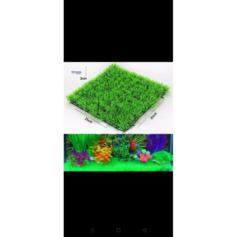 Rumput Hiasan Aquarium / Rumput dasar aquarium