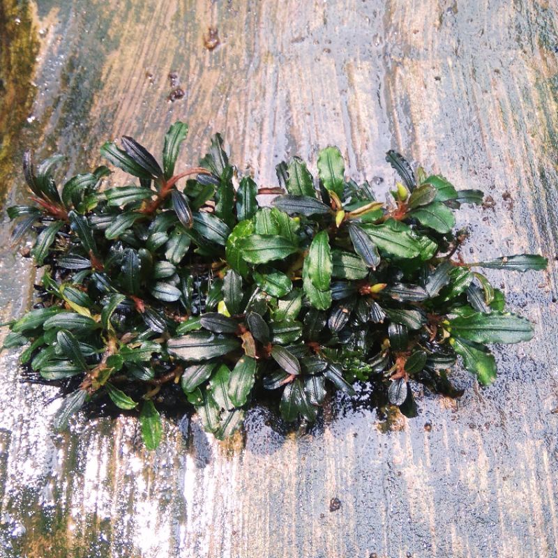 Tanaman Aquascape Bucephalandra Mini phantom media pakis low co2 low light