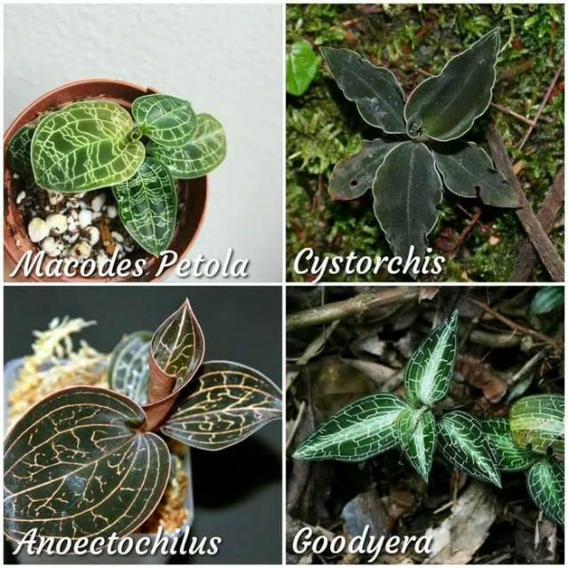 Macodes - anggrek permata - jewel orchid