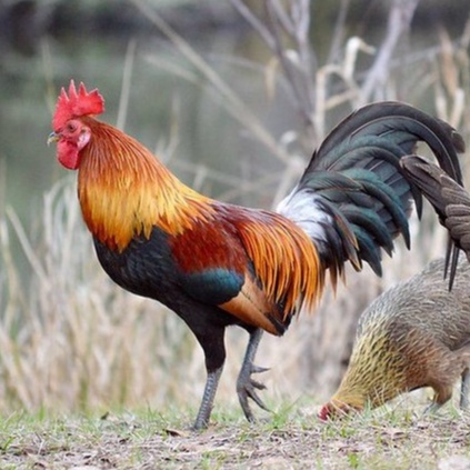 

TELUR AYAM KETAWA FERTIL ASLI UNTUK TERNAK