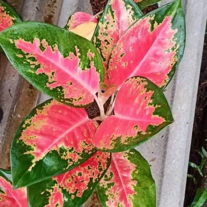 aglonema red kocin - tanaman hias aglo kocin red