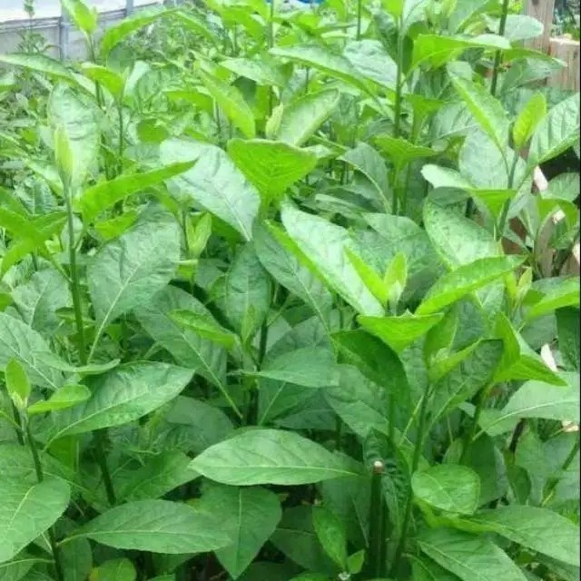 

10 lembar DAUN AFRIKA SEGAR OBAT HERBAL TEH CINA