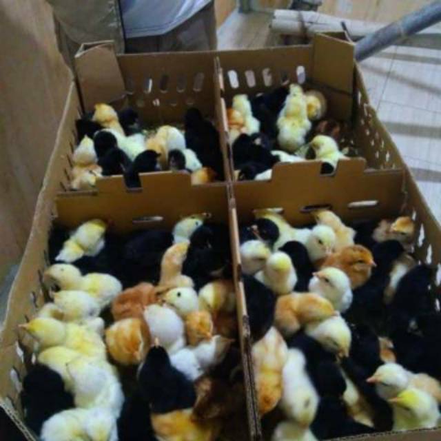 

Doc ayam kampung petelur/joper