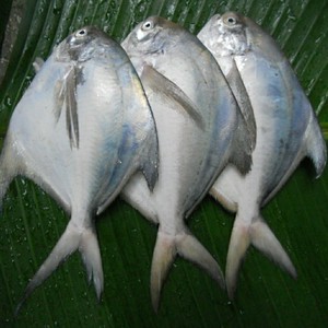 

IKAN BAWAL PUTIH FROZEN SIZE (300-400) GRAM PER KG ISI 3 EKOR