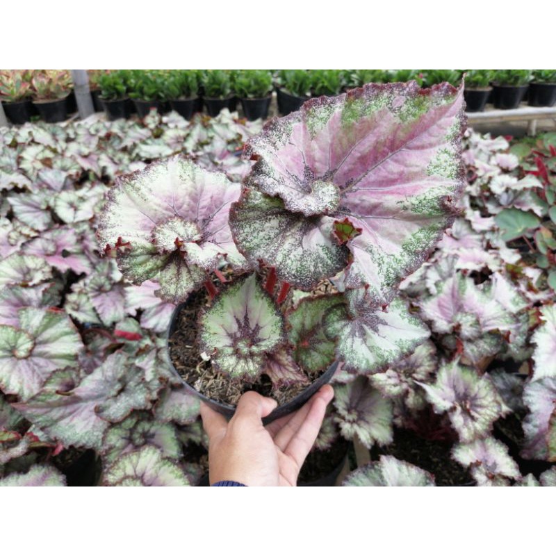 Begonia Keong Violet