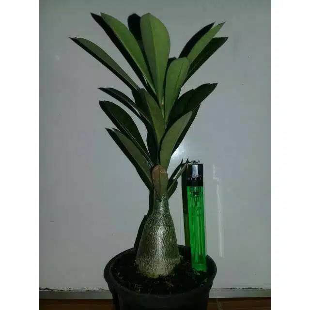 kamboja Adenium-bibit kamboja jepang -bibit adenium