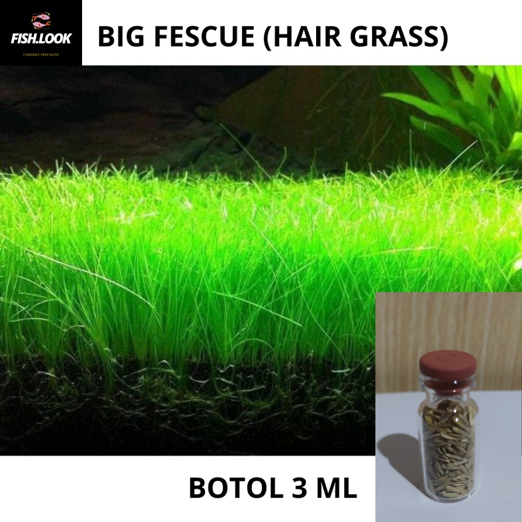 Carpet Seed Hair Grass Seed Bibit Benih Tanaman Aquascape / Tanaman Air /Small Atau Long Fescue Seed