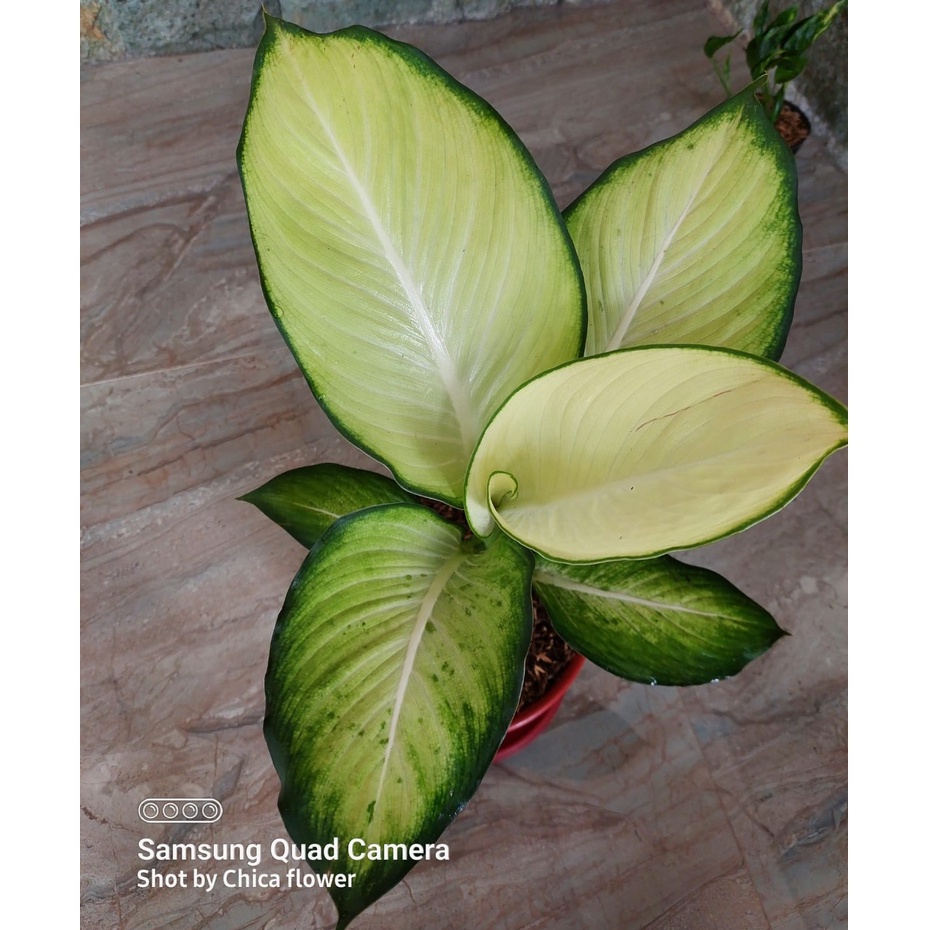 PROMO TANAMAN HIAS DIVEN TISU BANGKOK / AGLONEMA TISU BANGKOK / AGLONEMA TISU CANTIK HARGA MURAH