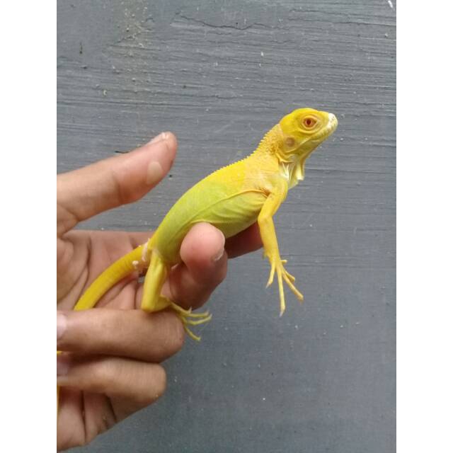 Baby albino iguana