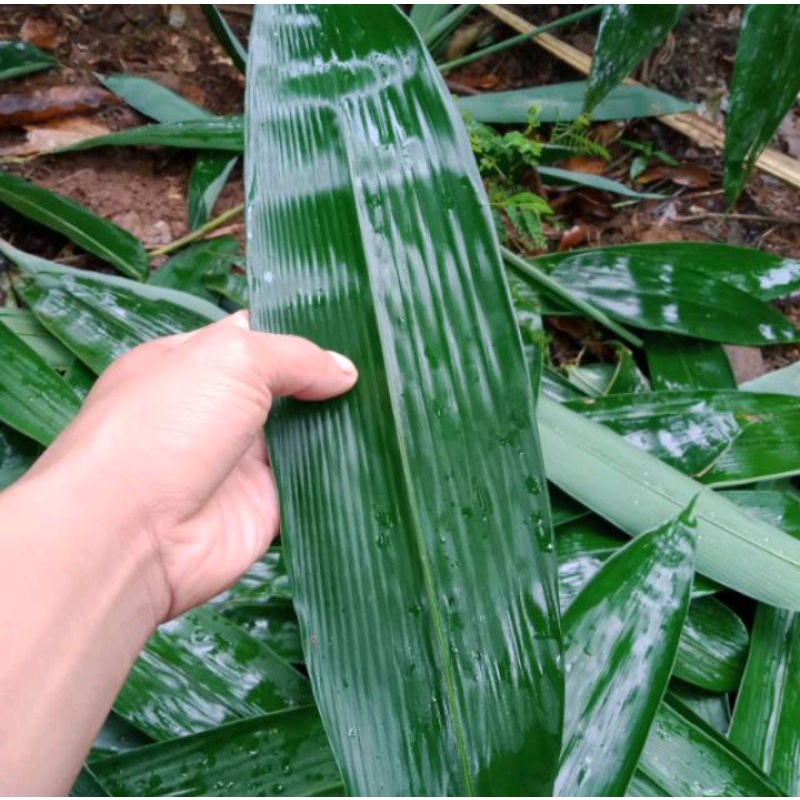 

Daun bambu segar bungkus bacang