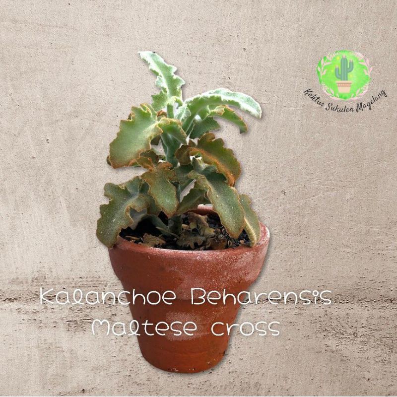 Sukulen Kalanchoe Beharensis Maltese Cross