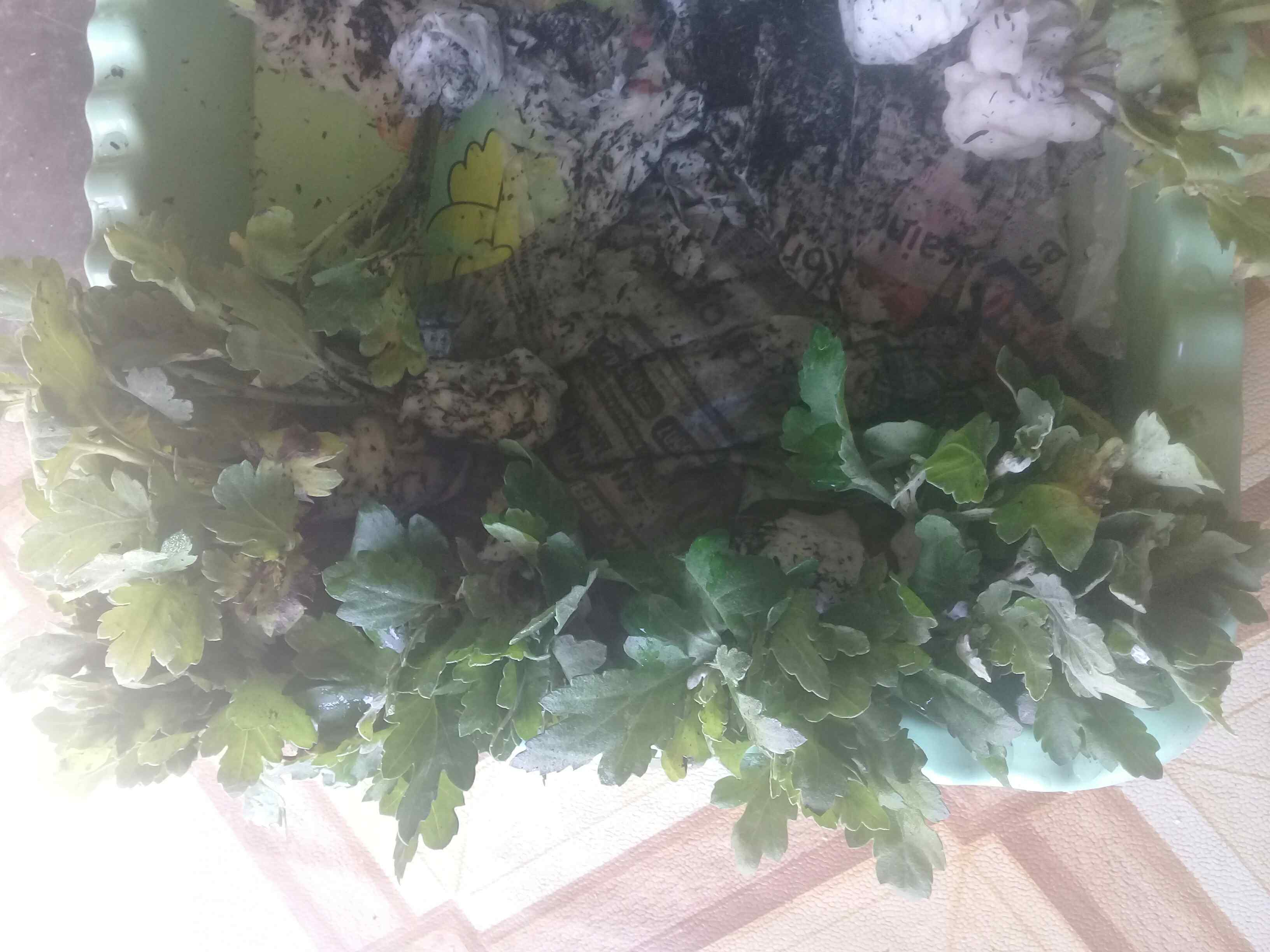 Tanaman Hias Bibit Bunga Krisan Paket 65 Pcs