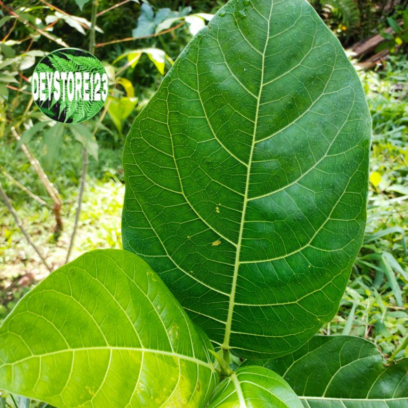 

Daun awar awar segar paket per lembar