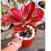 aglonema ayunindi 3 helai daun beby