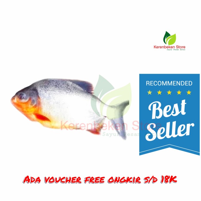 

ikan bawal air tawar per 500gr