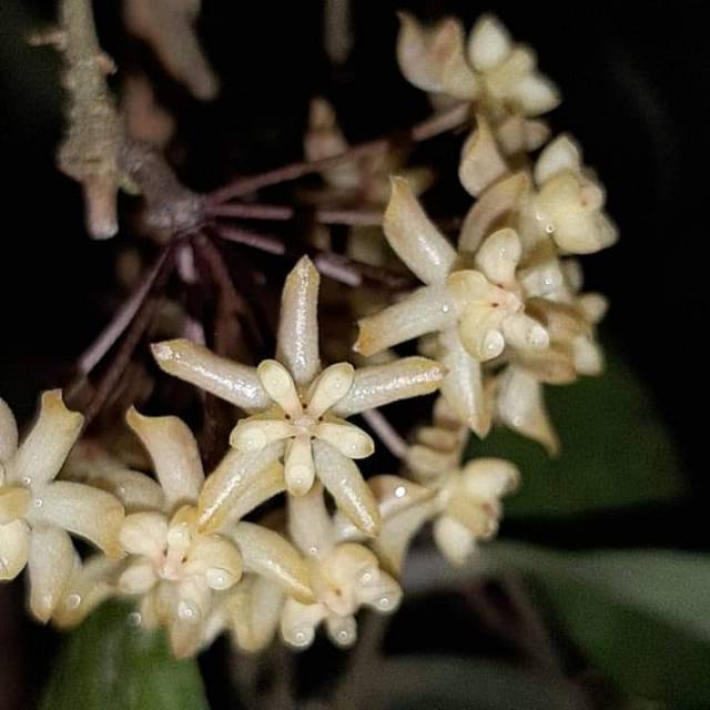 Anggrek spesies hoya padangensis