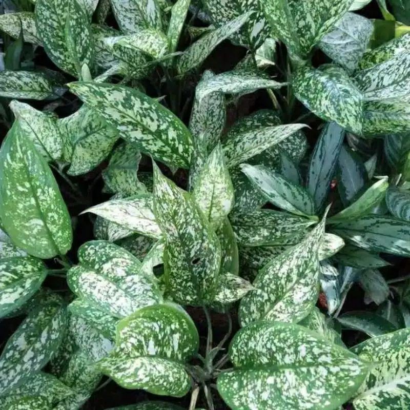 Aglonema Snow White | Aglonema Beras Tumpah