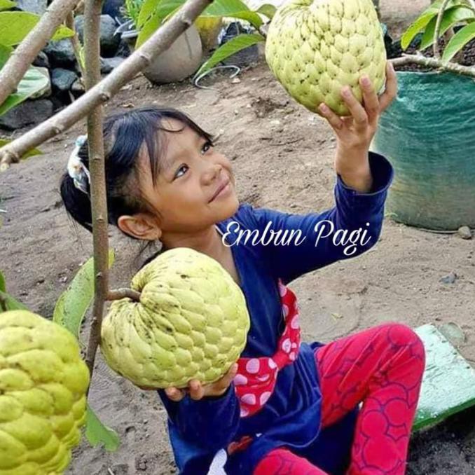 TERLARIS Terlaris Bibit Buah Srikaya Jumbo Thailand