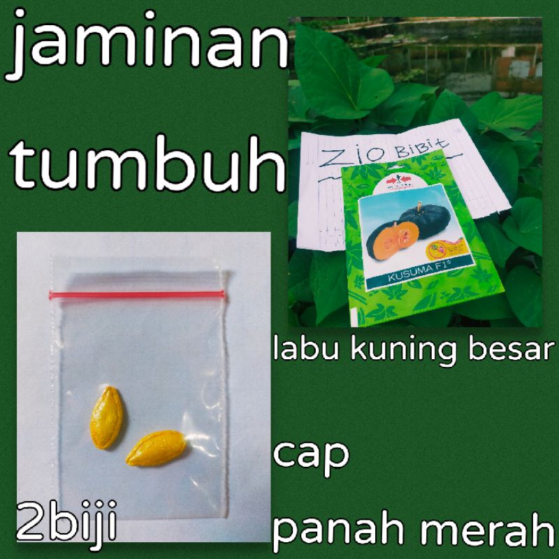 Benih Labu Madu Kuning Cap Panah Merah Bibit Tanaman Unggul