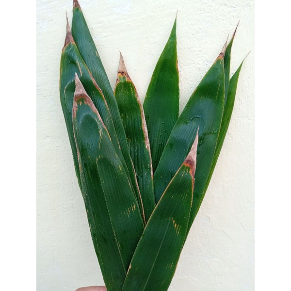 

daun bambu @1lembar