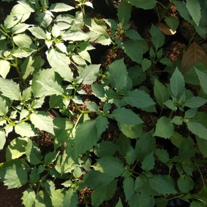Tanaman herbal ciplukan/bibit pohon ciplukan