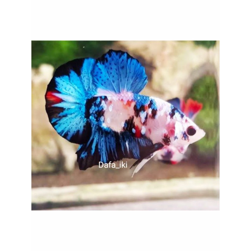 IKAN CUPANG PLAKAT/NEMO/GALAKSI