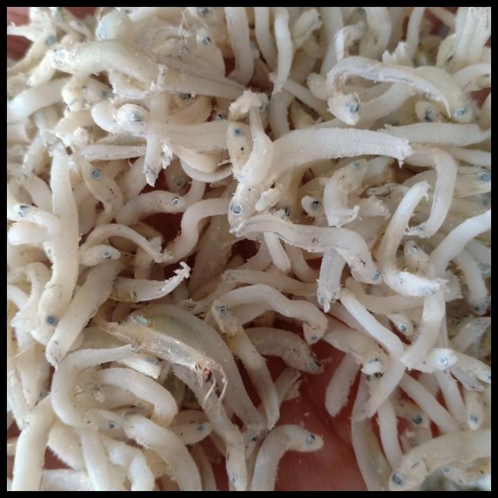 

teri Medan kasar 1 kg