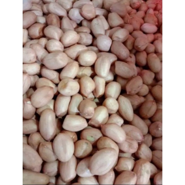 

Kacang tanah