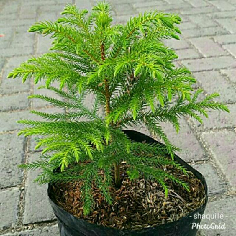 Bibit cemara norfolk - pohon Cemara