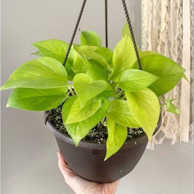 Tanaman pot gantung sirih gading lemon / sirih gading love / sirih gading lemon