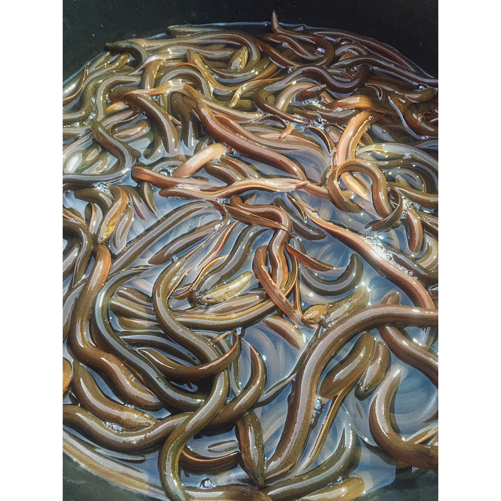 

Belut Fresh 500 Gram