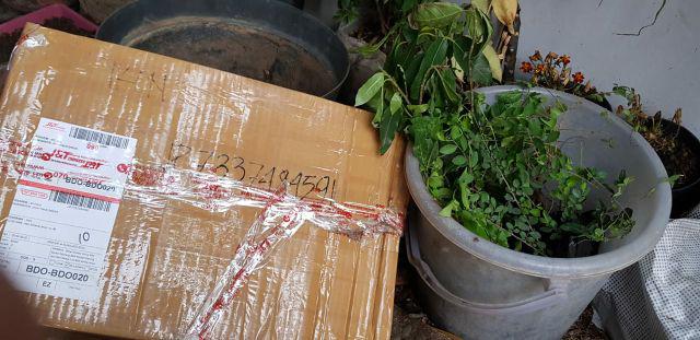Bibit Bonsai Wahong Laut