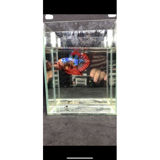 Ikan Cupang Plakat Giant Multicolour BO 5 up