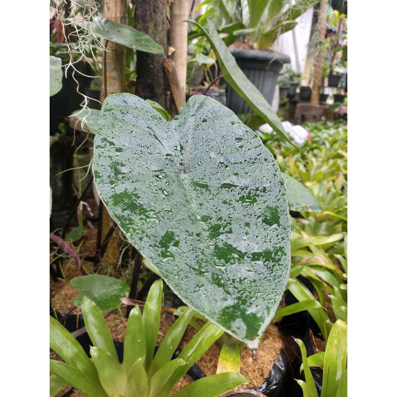 Tanaman hias talas hitam