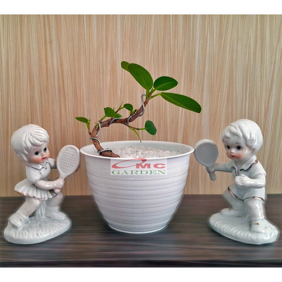 Tanaman Hias Pohon Bonsai Mame Beringin Korea Mini Dolar B-BK-P0510