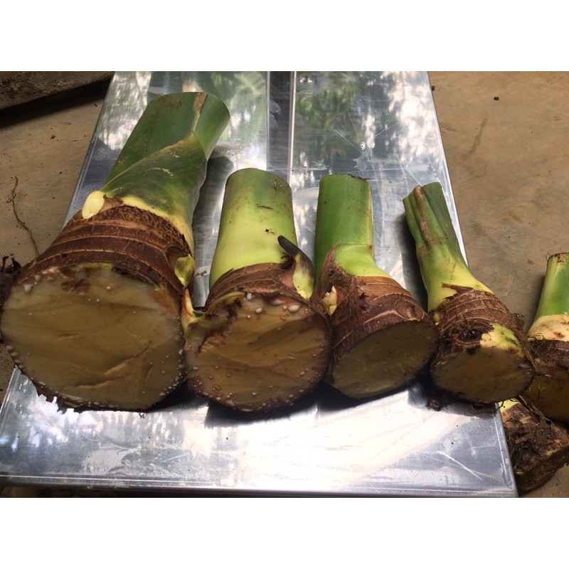 BIBIT MAHKOTA TALAS BENENG SUPER