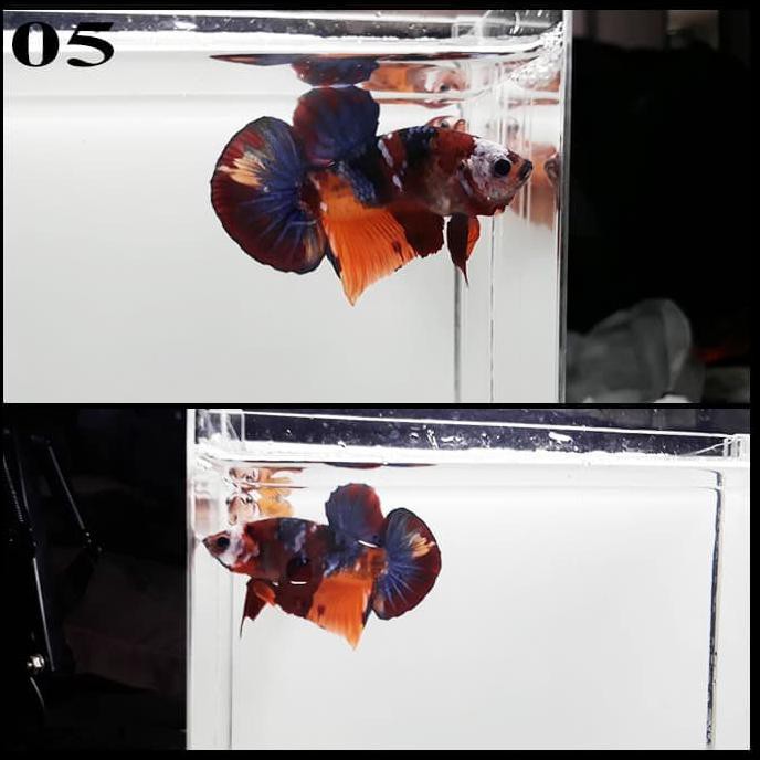 Promo Ikan Cupang Nemo Galaxy Emerald Multicolor Koi - Kualitas Kontes B.2