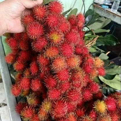 

Rambutan Jambrong Manis Seger Nyoplok