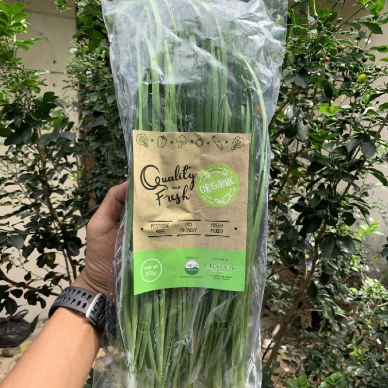 

Daun kucai organik