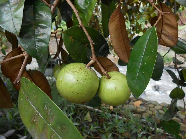 Bibit Kenitu Hijau Lokal/Buah Susu/Bibit Genitu