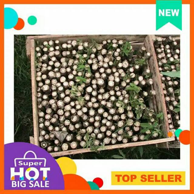

PROMO TERMURAHBibit singkong si pulen