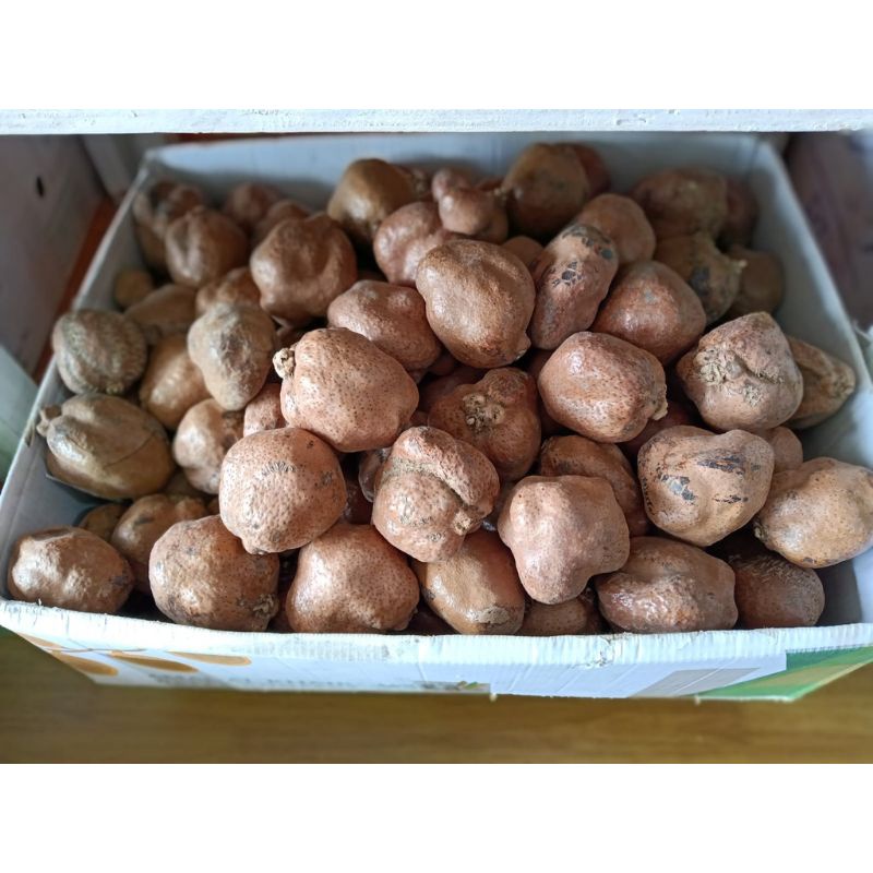 

Buah zuriat 1Pcs