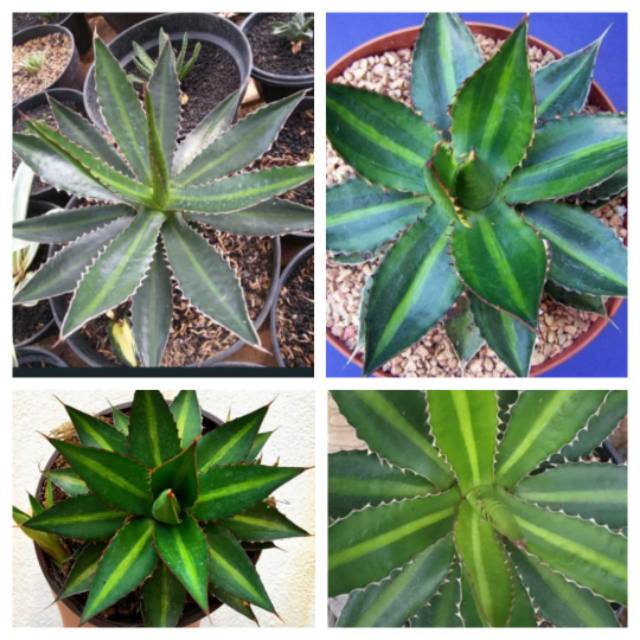 Bibit tanaman langka agave lophantha splendida sukulen kaktus tanaman hias variegata mawar