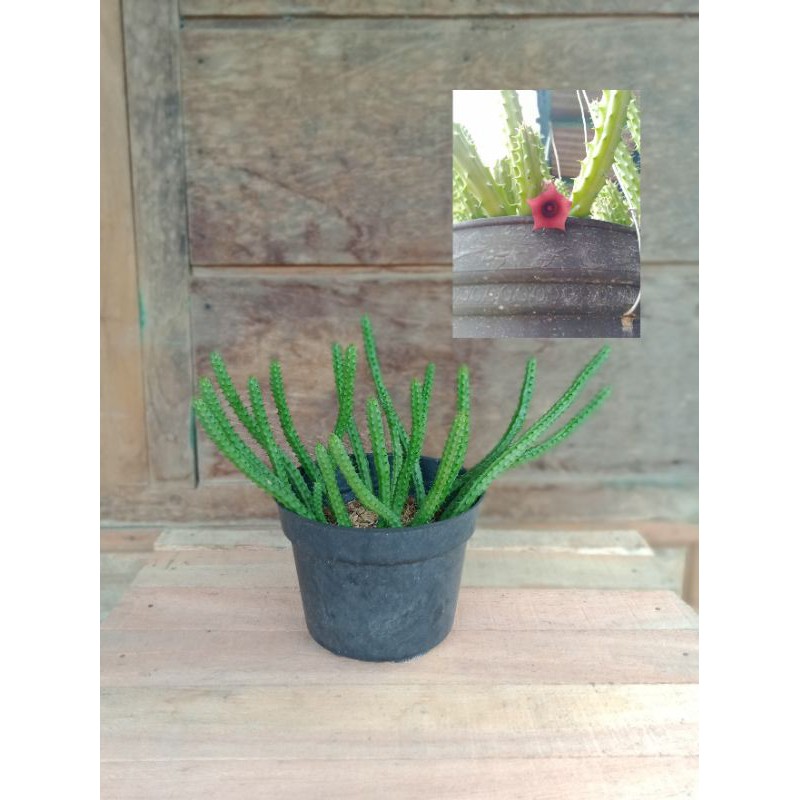 Tanaman Hias Obea Stapelia/Huernia Schneideriana "Red Dragon Flower"