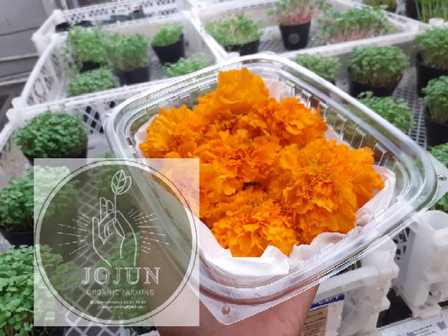 

Edible flowers french marigold orange MURAHHHH!!!