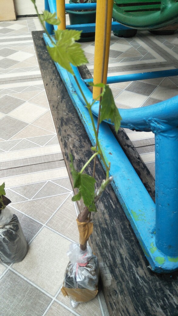 Bibit Anggur Jupiter Import. Bisa Untuk Tambulapot Harga Sanggat Terjangkau Bisa Cod